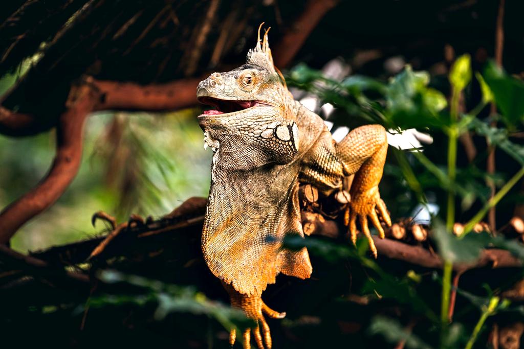 Water Monitor